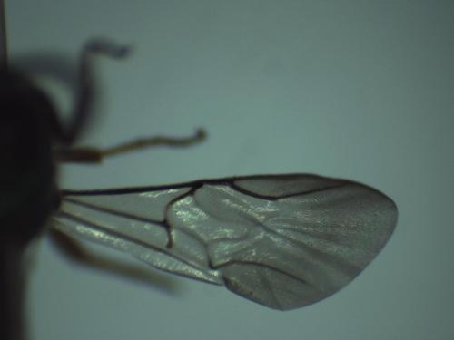 Colpopyga flavipes
